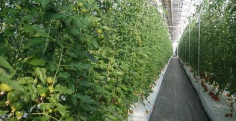 В Японії розробили інноваційний спосіб вирощування овочів та фруктів
