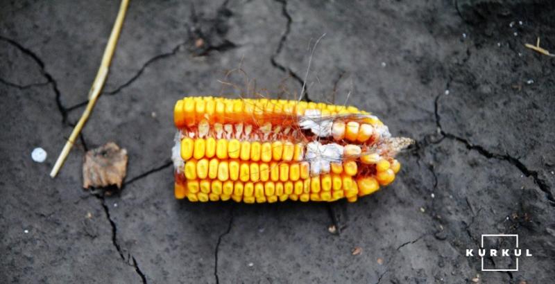 Syngenta розчарувала — агроном поділився результатами випробування гібридів кукурудзи в умовах посухи