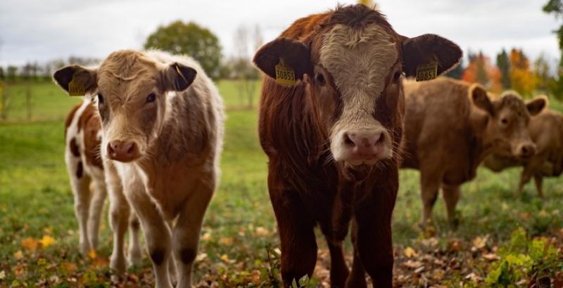 В Україні скорочується поголів’я корів і свиней