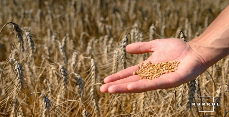 Ціни на пшеницю в Україні зростатимуть протягом найближчих двох тижнів — прогноз