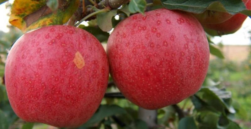 Назвали сорт українських яблук найпопулярніший на експортних ринках світу