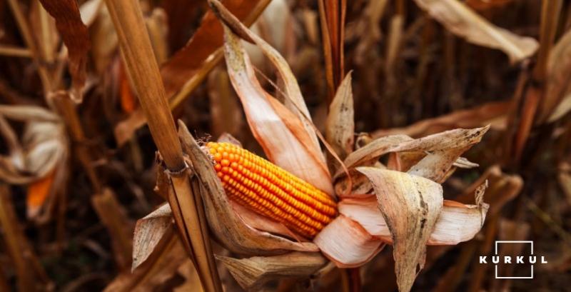 Через засуху врожайність кукурудзи на Житомирщині знизилась на 30% — фермерка