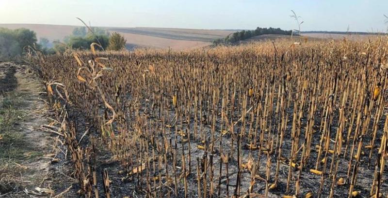 На Полтавщині згоріло 20 га кукурудзи