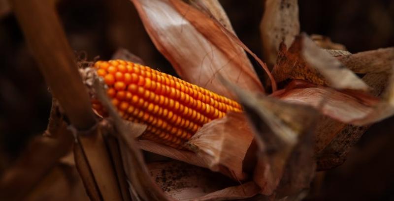 У США зібрали третину урожаю кукурудзи — USDA