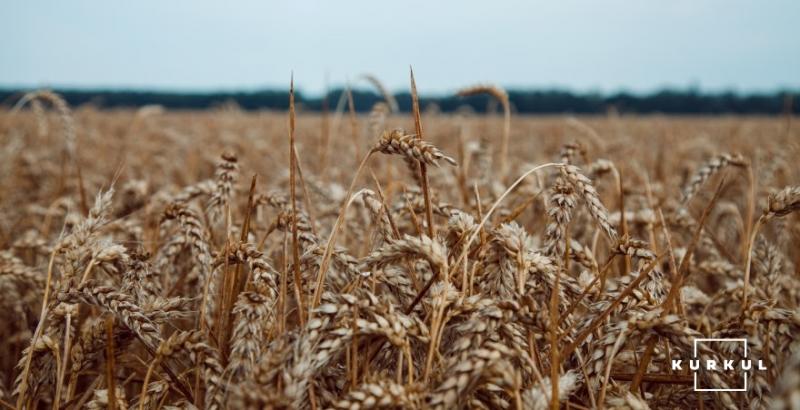 Визначили найстійкіші до твердої сажки сорти озимої пшениці