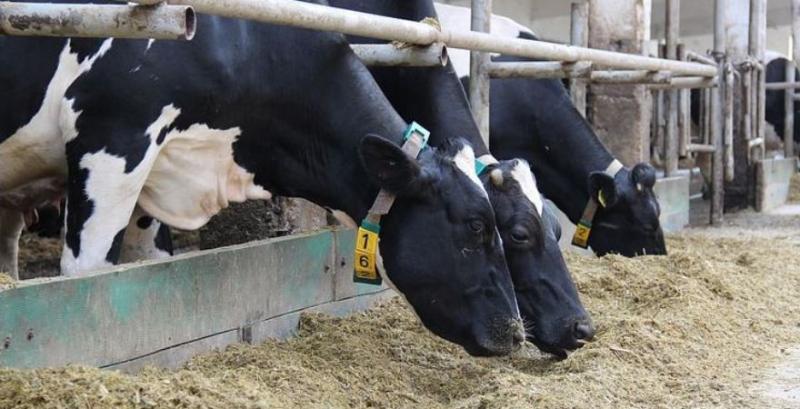 Волинське господарство планує збільшити поголів’я корів
