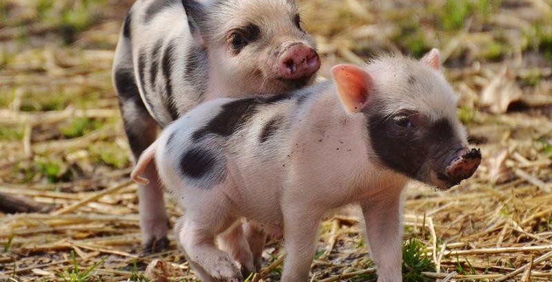 Спалахи АЧС збільшили дефіцит свинини на 3%