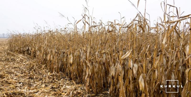 Темпи збору кукурудзи в США відстають від минулорічних — USDA