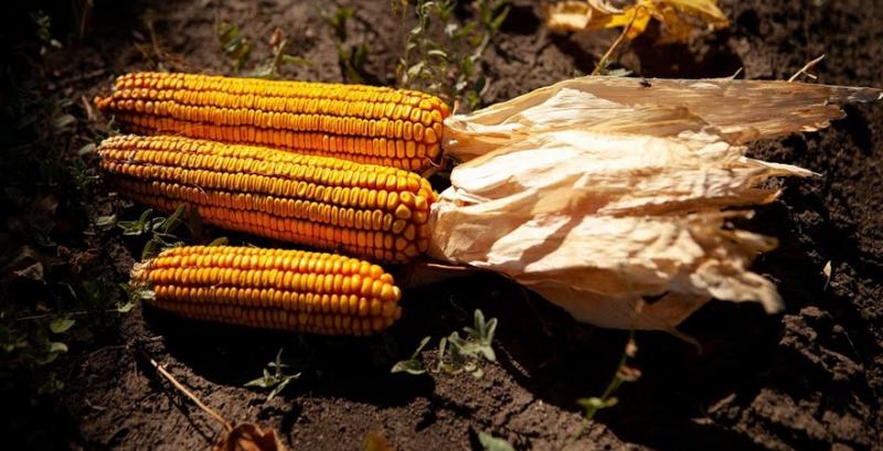 В ЄС прогнозують зниження врожайності кукурудзи на 9%