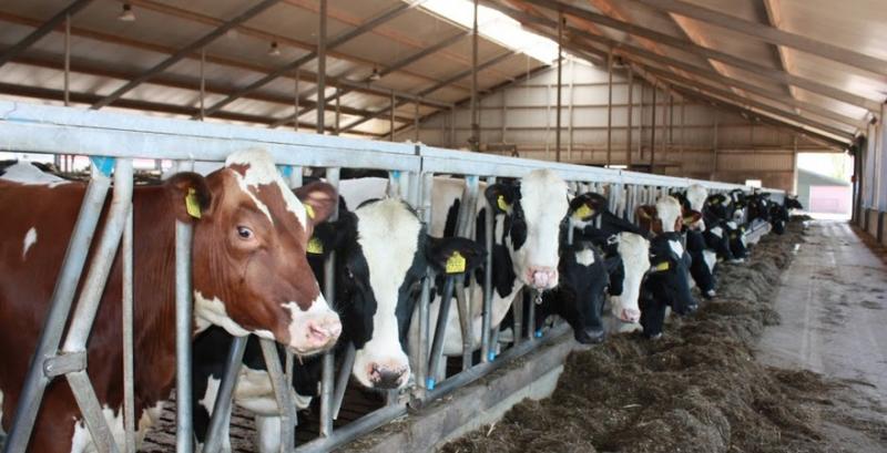 Кількість молочних ферм скоротиться на 40% — думка