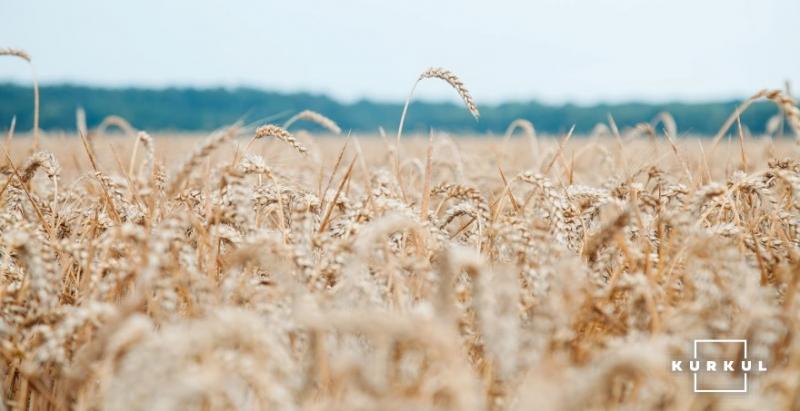 Єгипет на тендері закупив дві партії пшениці з України