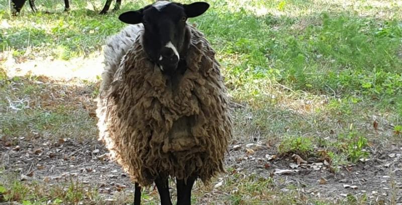Херсонщина традиційно стала лідером у вівчарстві