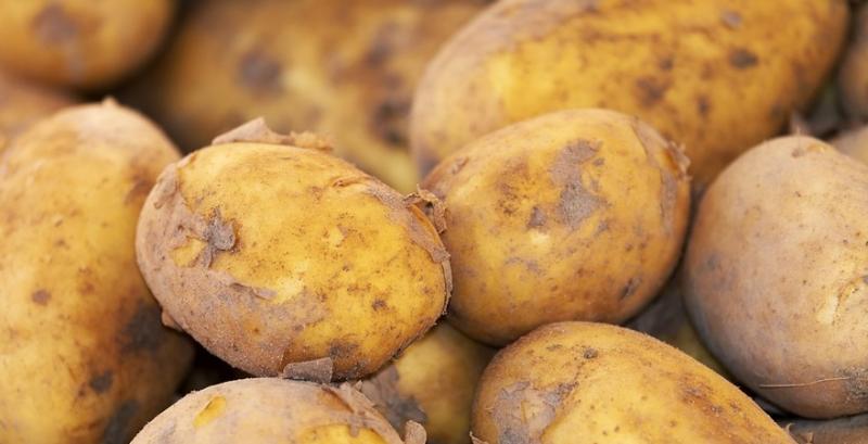 Україна продовжує імпортувати картоплю з Білорусі