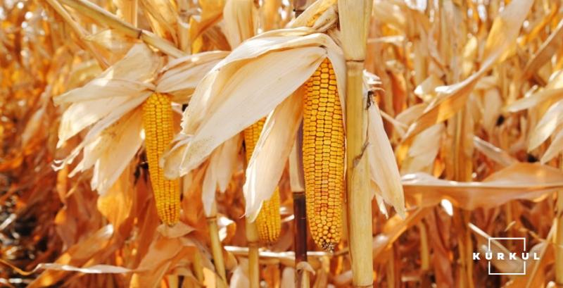Урожай кукурудзи може постраждати через туман — експерт