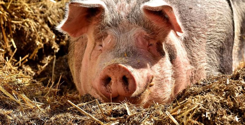 В Україні зросли обсяги промислової переробки свинини