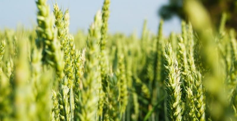 BASF виводить на ринок перший доступний SDHI-фунгіцид на зернові культури 