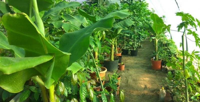 На Львівщині запустили першу бананову ферму