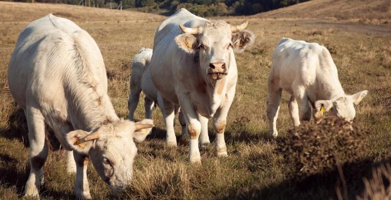 Родина фермерів майже рік «воює» за племінних корів із Донецької області
