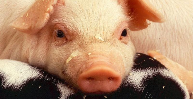 Незареєстрованим у держреєстрі підприємствам заборонили реалізацію свиней