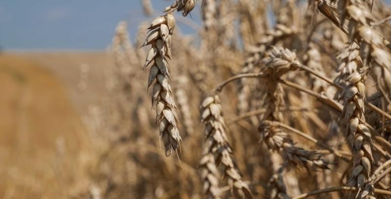 В Україні можуть скоротитися посівні площі під пшеницею у 2020 році — ФАО