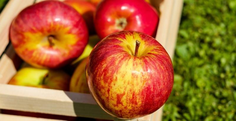Оновлено прогноз урожаю яблук в Євросоюзі