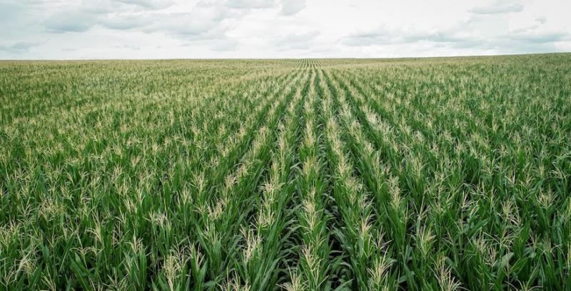В Україні представили удосконалений гербіцид для кукурудзи 