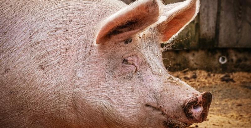 Ціни на живця свиней стабілізувалися