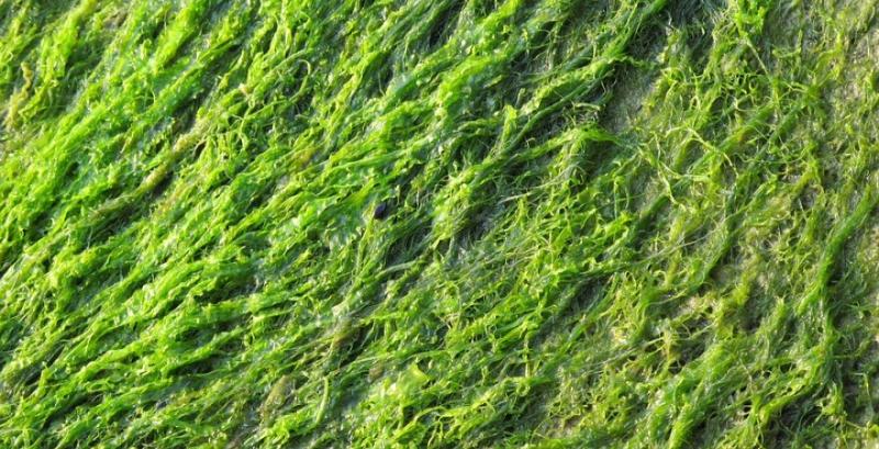В господарстві з Херсонщини поля удобрюють водоростями