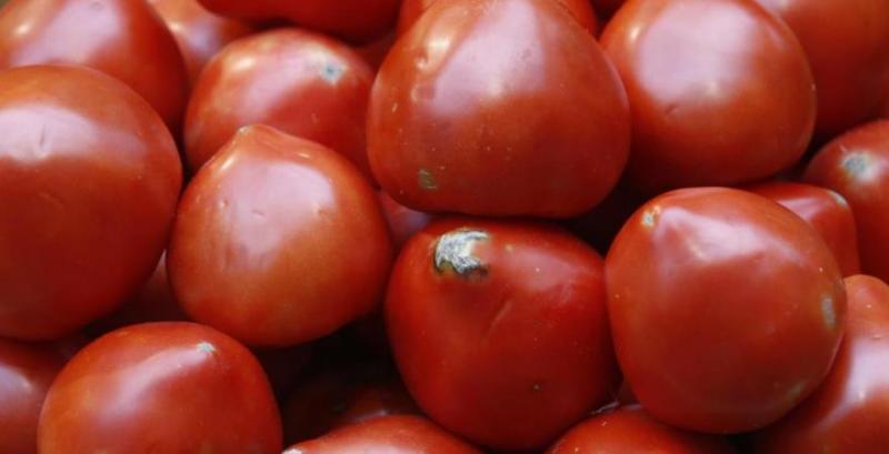 В Україну намагались завезти 23 тонни заражених томатів