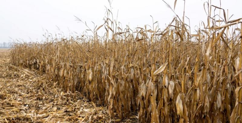USDA знизив прогноз виробництва кукурудзи в США та Україні