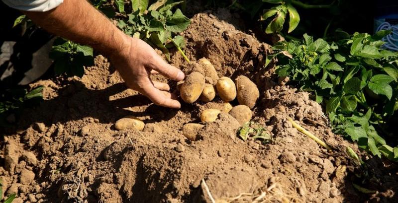 У жовтні Україні оновила рекорд з імпорту картоплі