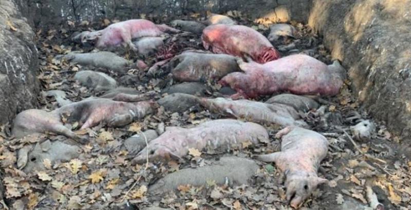 На Черкащині в лісосмузі скинули десятки трупів свиней 