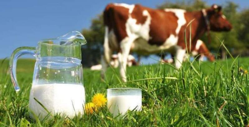 Виробництво молока вперше за роки незалежності буде менше 10 млн тонн