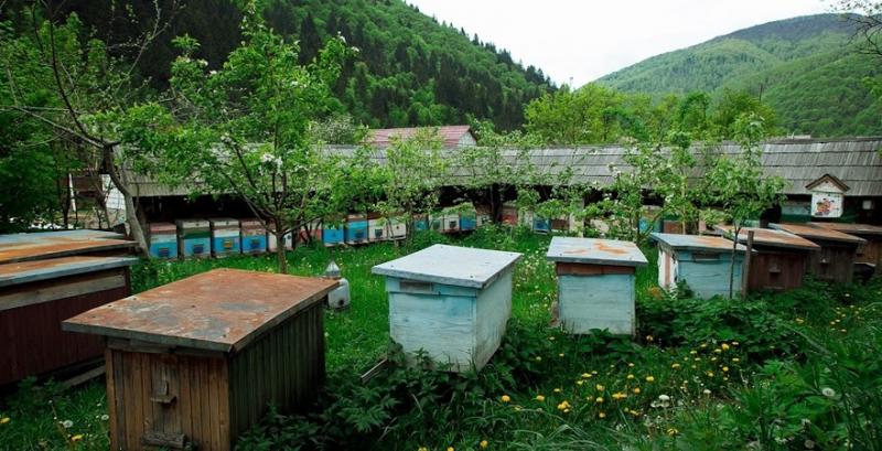 Прикарпатські пасічники отримали грант на збір лісового меду