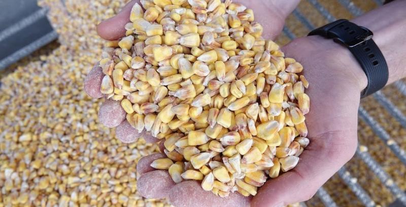 Експорт зернових з України зріс на 40%