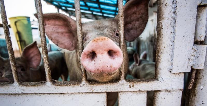 Свинарям можуть скасувати сплату ПДВ за знищене через АЧС поголів'я