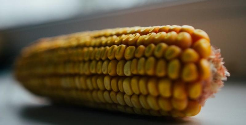 Індія оголосила тендер на імпорт української кукурудзи 