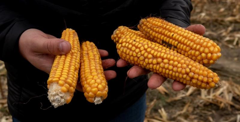 Аграріям залишилось зібрати 2% зернових та зернобобових культур