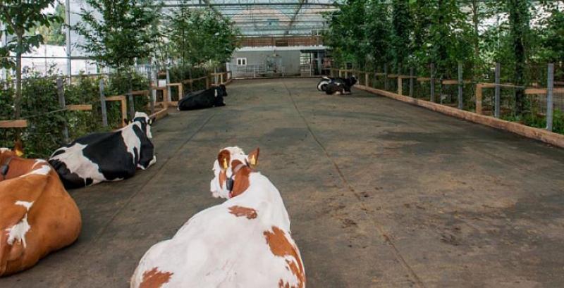 В Німеччині збудують корівник-сад задля збільшення надоїв