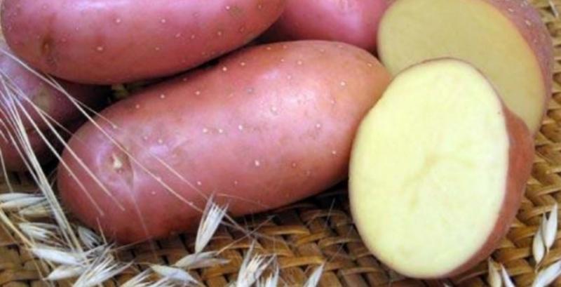 У США розробляють новий сорт картоплі з поліпшеними якостями