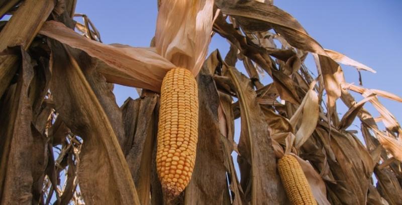 Ціни на українську кукурудзу зміцнилися на тлі очікувань активізації експортного попиту