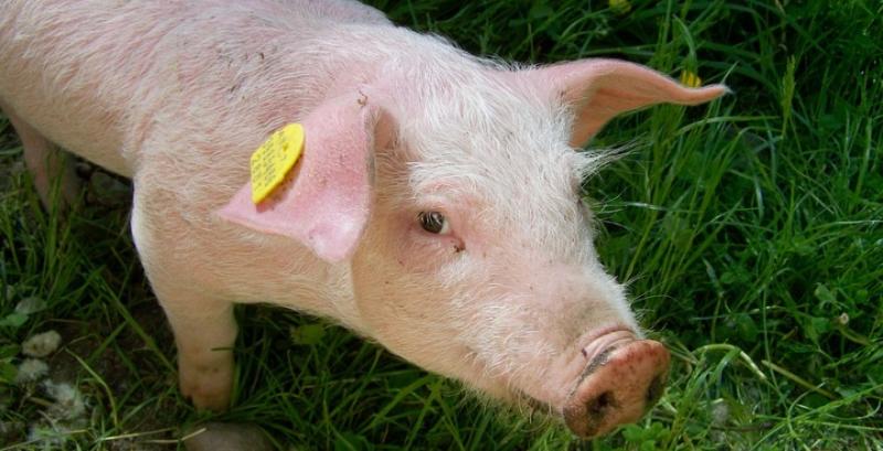 В Україні розпочалося сезонне подорожчання живця свиней