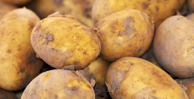 Низький попит змушує фермерів знижувати ціни на картоплю