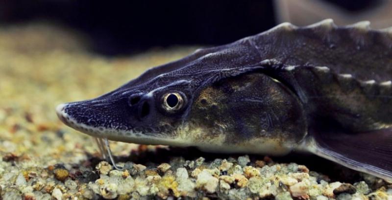 Львівське рибне господарство планує виробляти чорну ікру