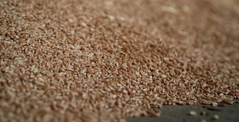 Посівні площі під пшеницею можуть бути мінімальними за 7 років — прогноз 