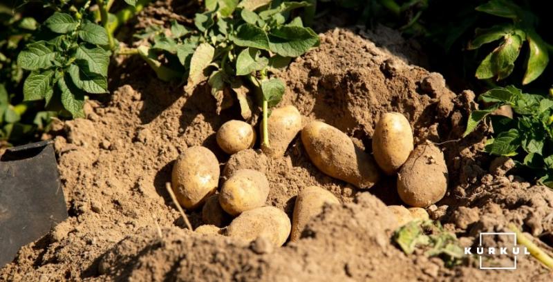 На Житомирщині зафіксовано неврожай картоплі