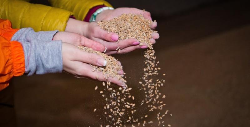 Експорт пшениці з України досяг 13,5 млн тонн 