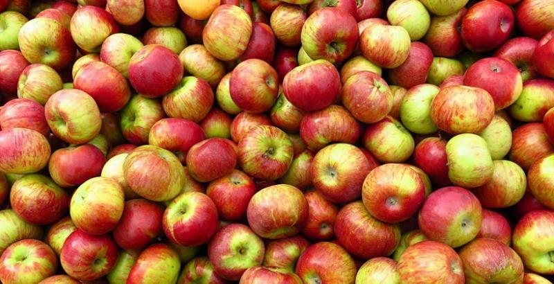 Виробники очікують відкриття ринку збуту яблук Індії