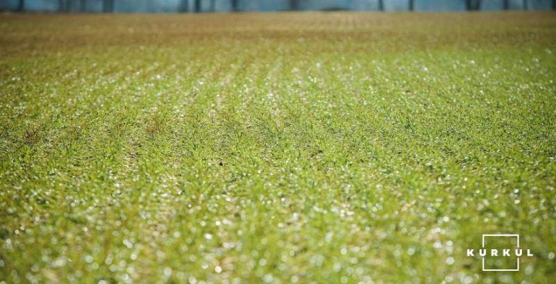 Аграрії Черкащини втратили 40% посівів озимих через посуху