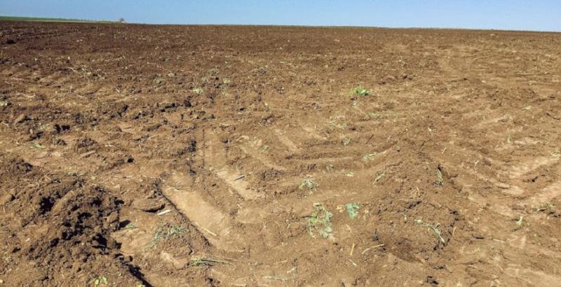 На Житомирщині сільрада віддала фермеру «не свої» 330 га землі